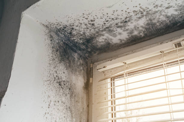Trusted Black Mold Removal service in Knotts Island, NC - Cheap Mold Removal
