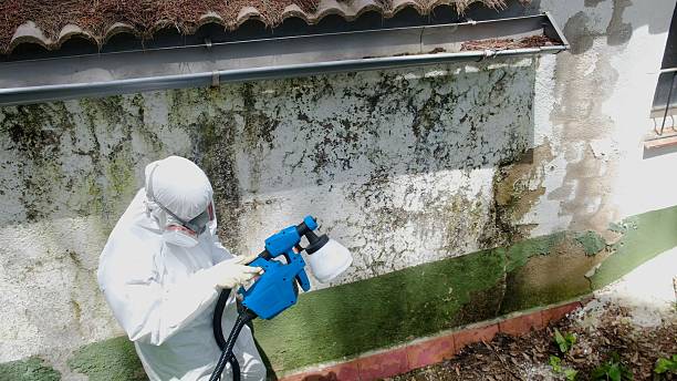 Trusted Mold Removal service in Knotts Island, NC - Cheap Mold Removal